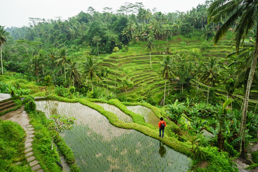 Guide francophone Bali permettant une immersion dans les rizières en terrasses de Tegallalang