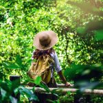 Une voyageuse au sac à dos et chapeau de paille admire une forêt luxuriante depuis une passerelle, illustrant l'immersion lors d'un séjour en hébergement atypique nature.