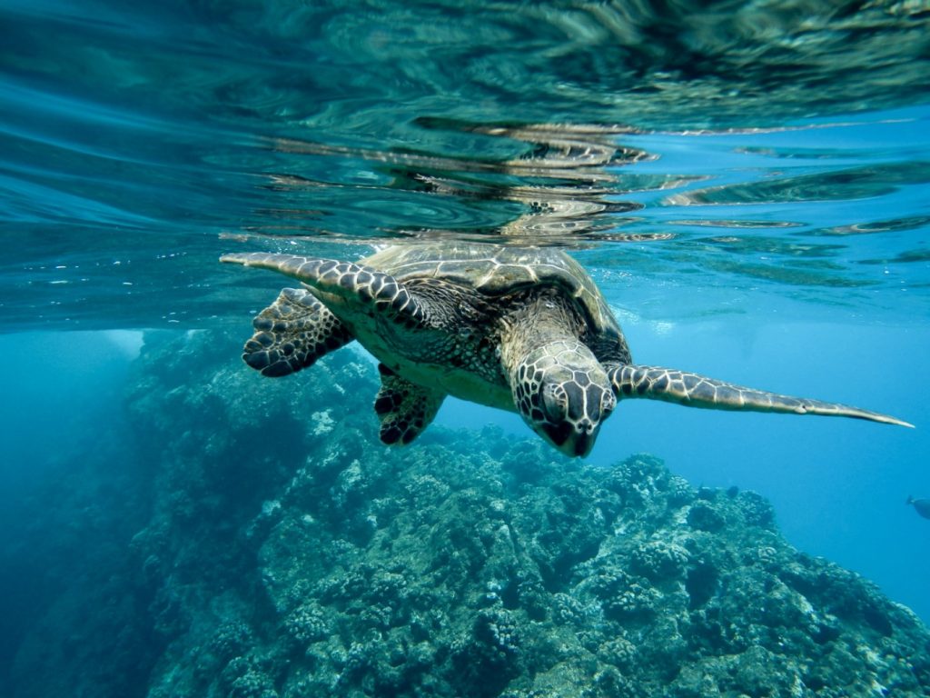 Gros plan d'une tortue de mer verte nageant sous la surface de l'eau ondulante dans un lagon bleu clair au-dessus d'un récif de corail texturé.