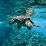 Gros plan d'une tortue de mer verte nageant sous la surface de l'eau ondulante dans un lagon bleu clair au-dessus d'un récif de corail texturé.