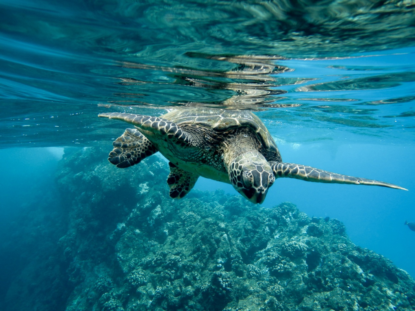 Gros plan d'une tortue de mer verte nageant sous la surface de l'eau ondulante dans un lagon bleu clair au-dessus d'un récif de corail texturé.